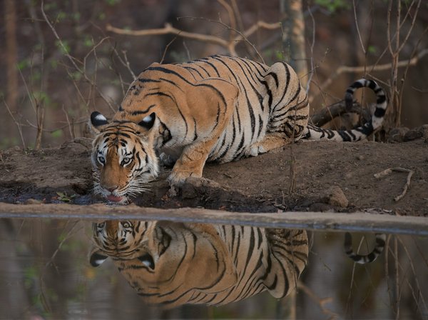 Comment organiser une expédition pour voir les tigres dans le parc national de Ranthambore, Inde?