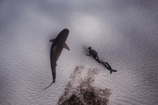 Quels sont les meilleurs spots pour faire de la plongée avec les requins en Afrique du Sud?